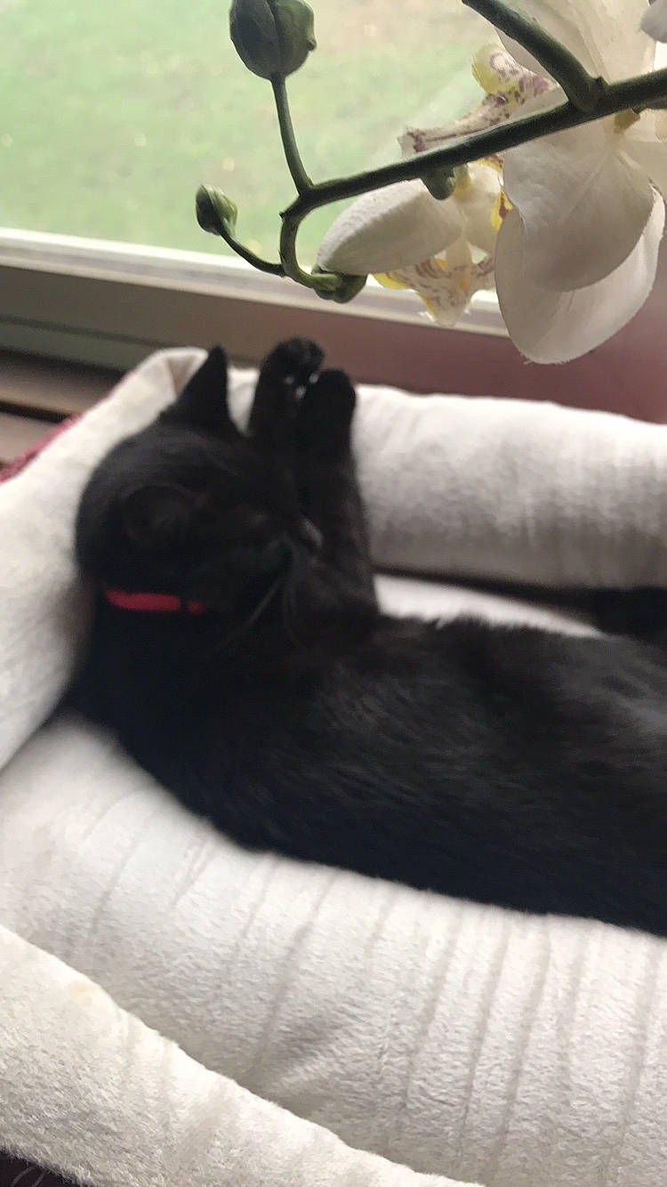 Sheba joined the competition — help win amazing prizes! black_cat, bombay, carnivore, cat, claw, comfort, dog_breed, domestic_short_haired_cat, felidae, finger, fur, leg, linens, paw, small_to_medium_sized_cats, snout, tail, terrestrial_animal, vertebrate, whiskers