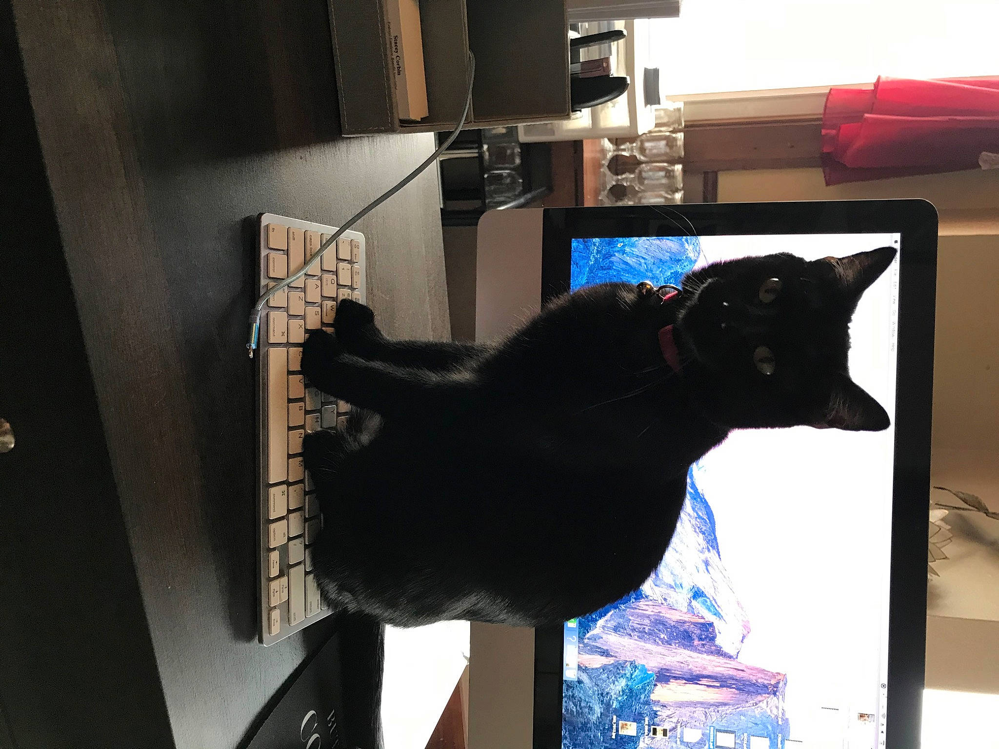 Sheba joined the competition — help win amazing prizes! audio_equipment, black_cat, bombay, carnivore, cat, comfort, computer_monitor, desktop_computer, display_device, domestic_short_haired_cat, felidae, fur, gadget, multimedia, output_device, room, shelf, small_to_medium_sized_cats, tail, whiskers