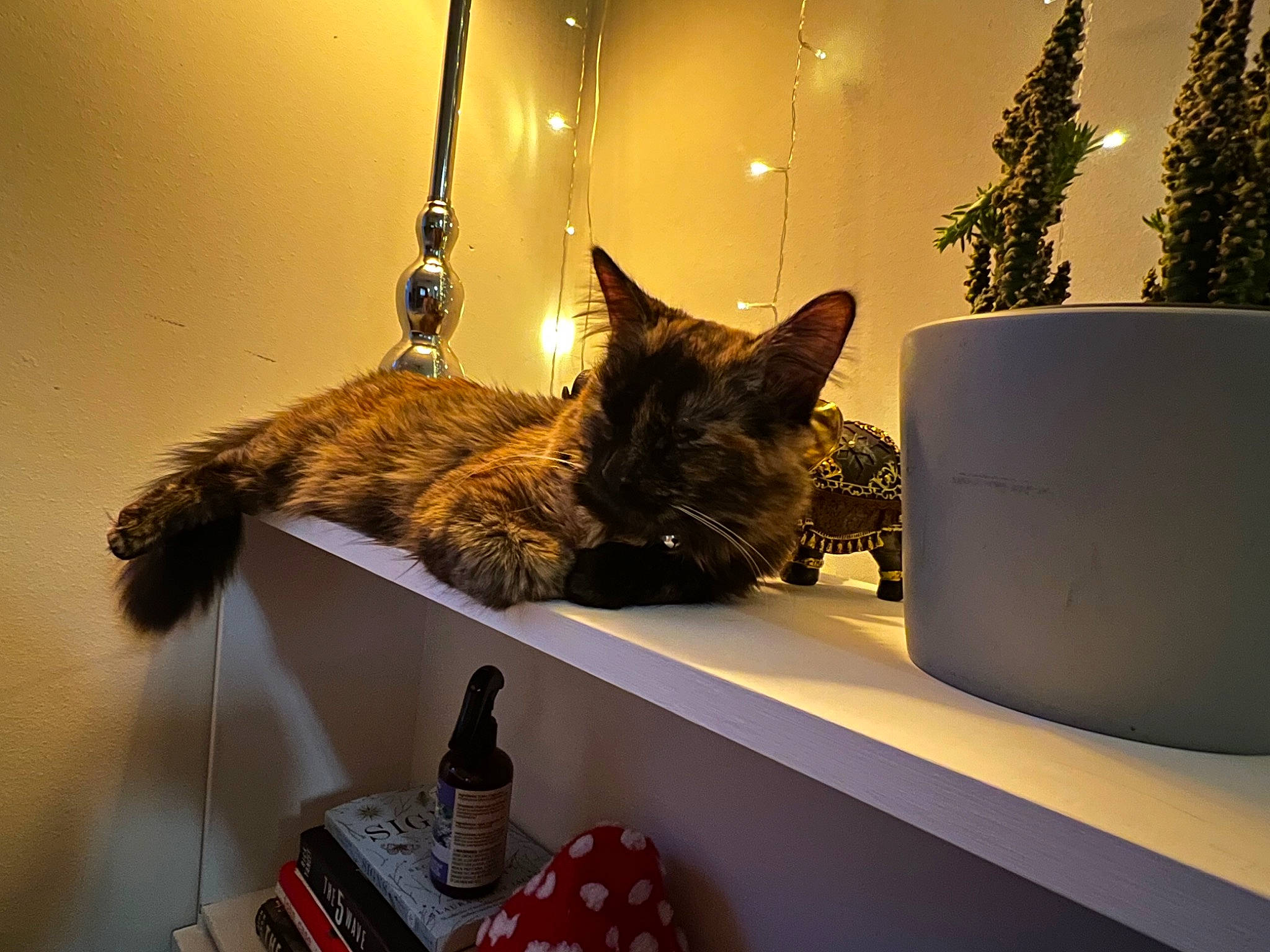 Karma is registered to the contest to win money with this photo: carnivore, cat, comfort, conifer, design, domestic_short_haired_cat, felidae, flowerpot, fur, houseplant, interior_design, lamp, plant, room, small_to_medium_sized_cats, tail, tints_and_shades, tree, whiskers, window