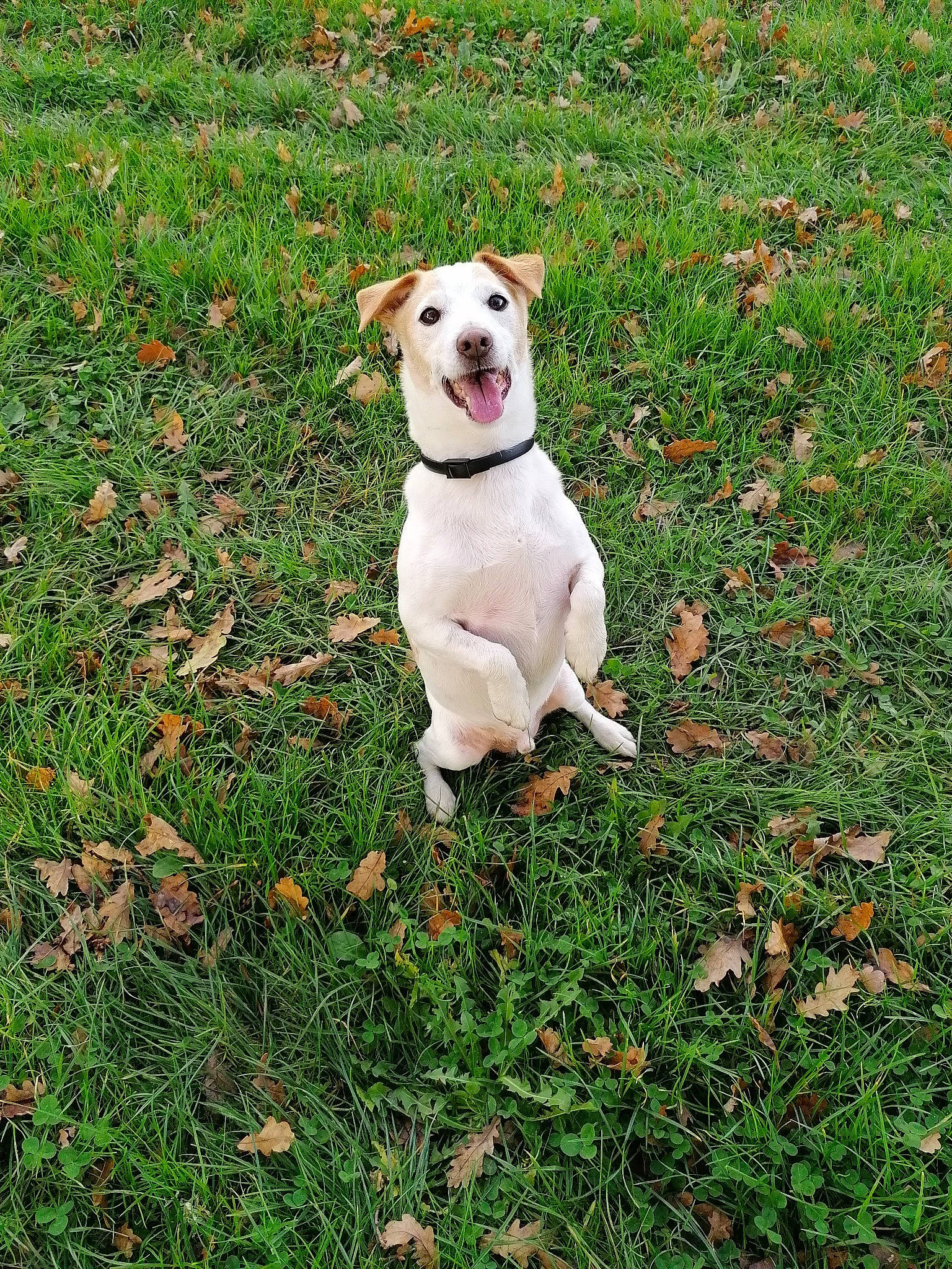 Inouk participe au concours pour gagner de l'argent avec cette photo : canidae, carnivore, collar, companion_dog, dog, dog_breed, dog_collar, fawn, grass, grass_family, grassland, groundcover, lawn, non_sporting_group, people_in_nature, plant, sporting_group, tail, whiskers, working_animal