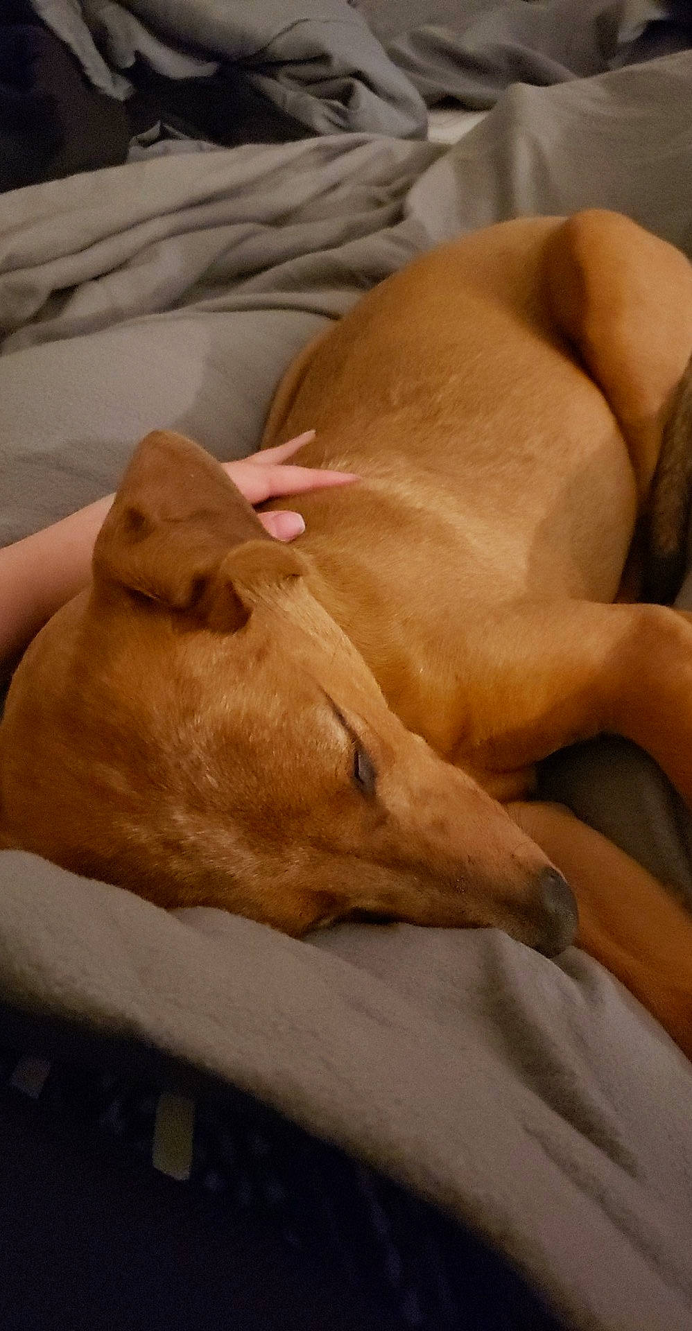 Shae joined the competition — help win amazing prizes! canidae, carnivore, comfort, companion_dog, dog, dog_breed, fawn, jaw, non_sporting_group, snout, sporting_group, terrestrial_animal, whiskers, wood, working_animal