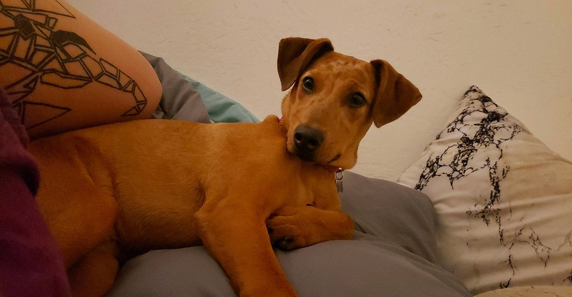 Shae joined the competition — help win amazing prizes! abdomen, canidae, carnivore, collar, comfort, companion_dog, dog, dog_breed, dog_collar, fawn, fedora, fur, hat, human_leg, snout, sporting_group, thigh, whiskers, working_animal, wrist