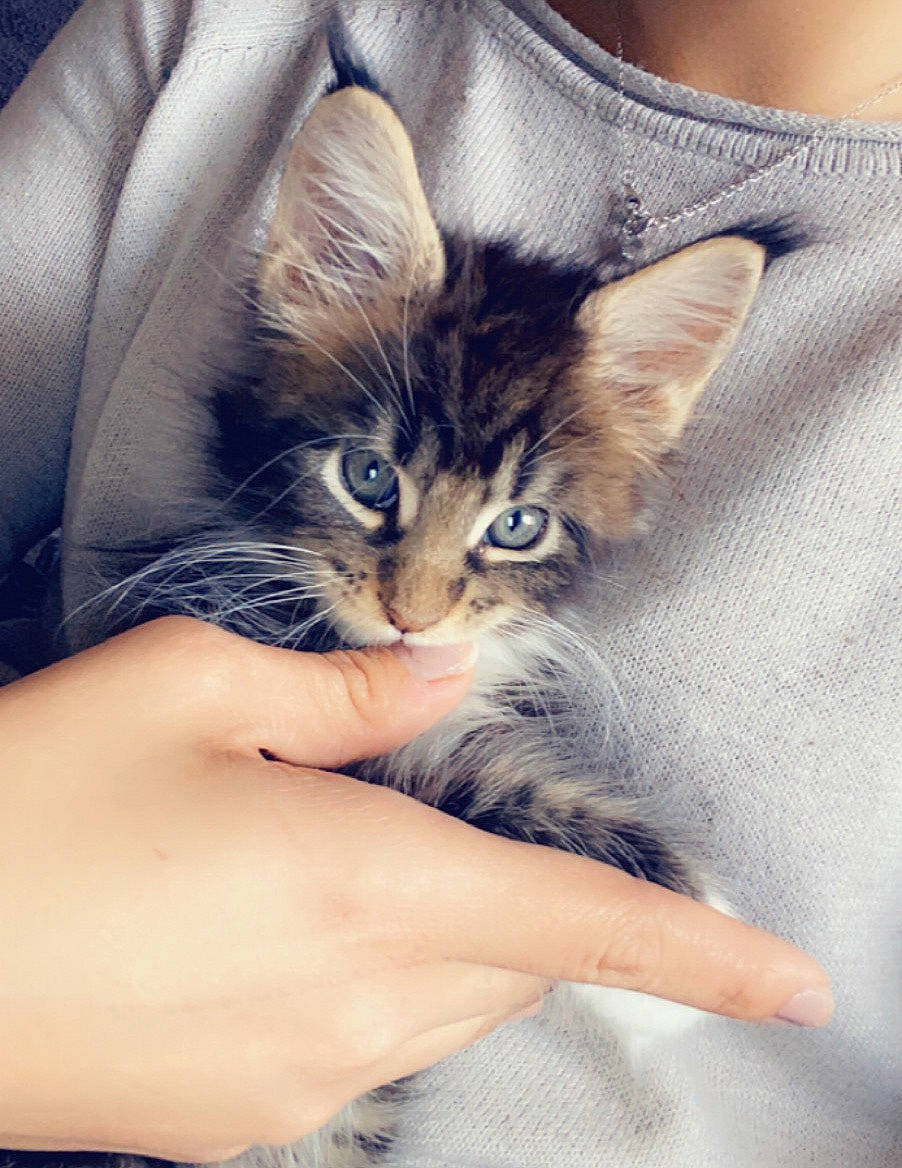 Rio participe au concours pour gagner de l'argent avec cette photo : asian, carnivore, cat, domestic_short_haired_cat, ear, european_shorthair, eye, felidae, fur, hand, kitten, maine_coon, mammal, neck, norwegian_forest_cat, skin, small_to_medium_sized_cats, tabby_cat, whiskers