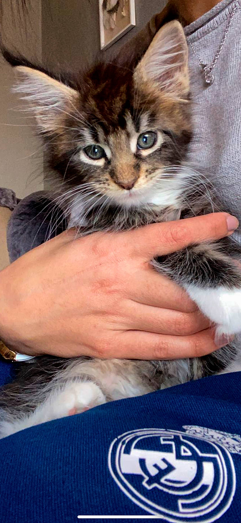 Rio participe au concours pour gagner de l'argent avec cette photo : asian, carnivore, cat, domestic_long_haired_cat, domestic_short_haired_cat, european_shorthair, felidae, kitten, maine_coon, mammal, norwegian_forest_cat, pixie_bob, polydactyl_cat, siberian, small_to_medium_sized_cats, tabby_cat, whiskers