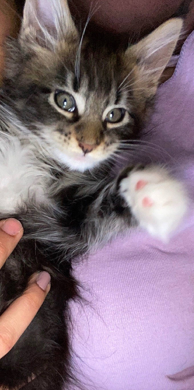 Rio a rejoint le concours — aidez-le/la à gagner de superbes lots ! american_curl, american_wirehair, asian, carnivore, cat, domestic_long_haired_cat, domestic_short_haired_cat, european_shorthair, felidae, kitten, maine_coon, mammal, norwegian_forest_cat, oriental_longhair, polydactyl_cat, ragamuffin, siberian, small_to_medium_sized_cats, vertebrate, whiskers