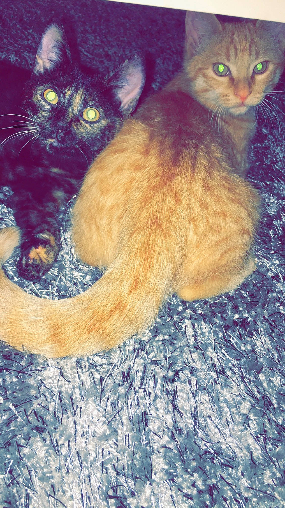 Nano participe au concours pour gagner de l'argent avec cette photo : asian, carnivore, cat, domestic_short_haired_cat, european_shorthair, fawn, felidae, fur, german_rex, kitten, mammal, ojos_azules, small_to_medium_sized_cats, somali, tabby_cat, tail, whiskers