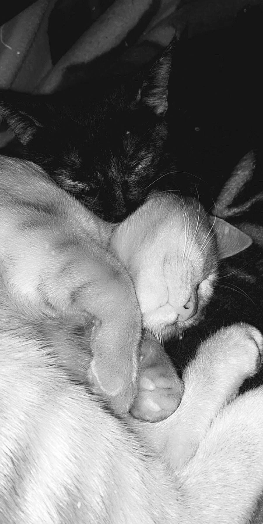 Nano participe au concours pour gagner de l'argent avec cette photo : black_and_white, burmilla, carnivore, cat, claw, ear, fawn, felidae, gesture, hand, kitten, monochrome, nap, nose, paw, polydactyl_cat, sleep, small_to_medium_sized_cats, snout, whiskers