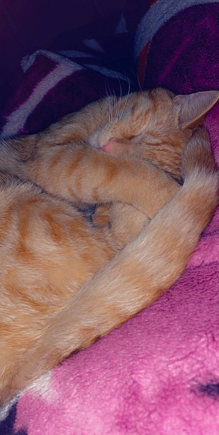 Nano participe au concours pour gagner de l'argent avec cette photo : carnivore, cat, claw, fawn, felidae, fur, kitten, nap, sleep, small_to_medium_sized_cats, tail, whiskers