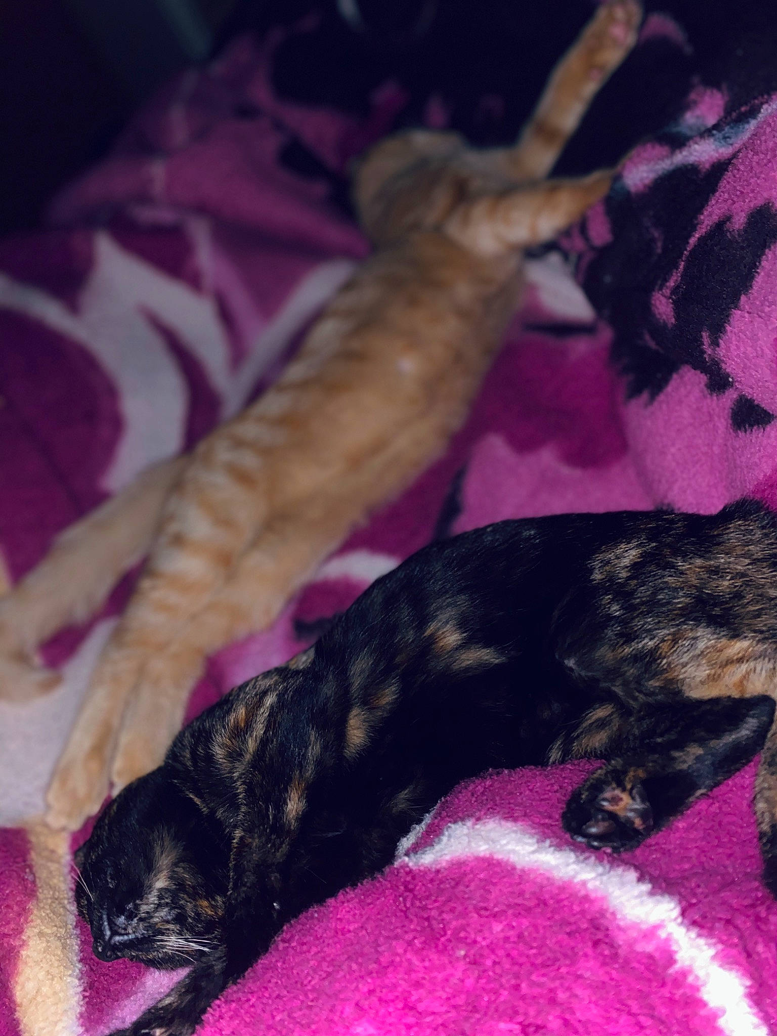 Nano a rejoint le concours — aidez-le/la à gagner de superbes lots ! canidae, carnivore, cat, dog, dog_breed, fawn, felidae, lurcher, mammal, perro_de_presa_canario, pink, puppy, tail, whiskers