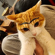 Nuggett joined the competition — help win amazing prizes! abyssinian, animal, architecture, armchair, building, canine, cat, chair, couch, dog, furniture, hardwood, indoors, kitten, livingroom, manx, pet, room, siamese, wood