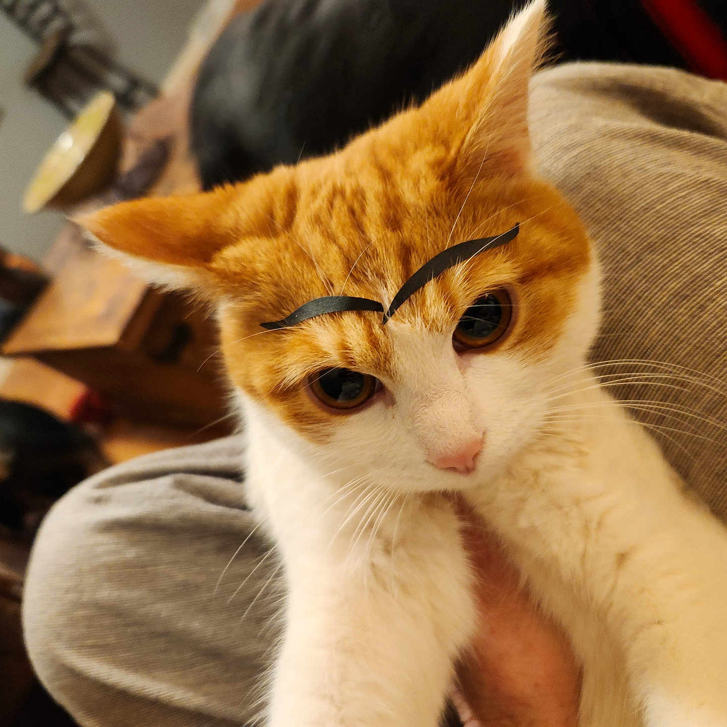 Nuggett joined the competition — help win amazing prizes! abyssinian, animal, architecture, armchair, building, canine, cat, chair, couch, dog, furniture, hardwood, indoors, kitten, livingroom, manx, pet, room, siamese, wood