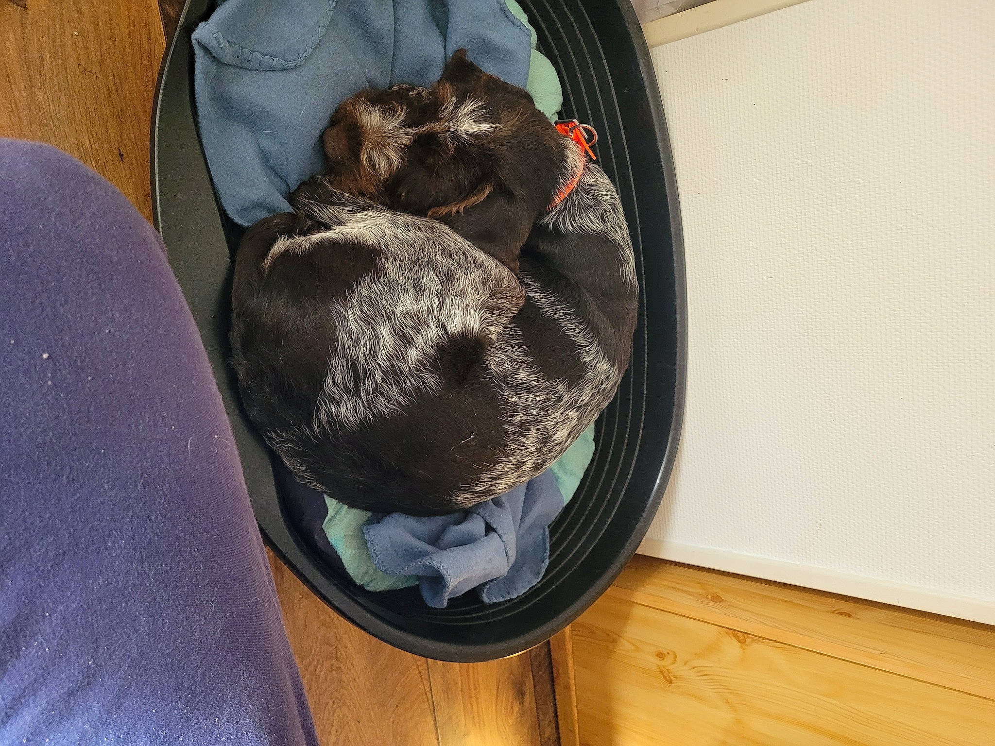 Ugolin a rejoint le concours — aidez-le/la à gagner de superbes lots ! canidae, carnivore, comfort, companion_dog, dog_breed, domestic_short_haired_cat, felidae, flooring, fur, hardwood, pet_supply, plank, plywood, small_to_medium_sized_cats, sporting_group, tail, varnish, whiskers, wood, wood_stain