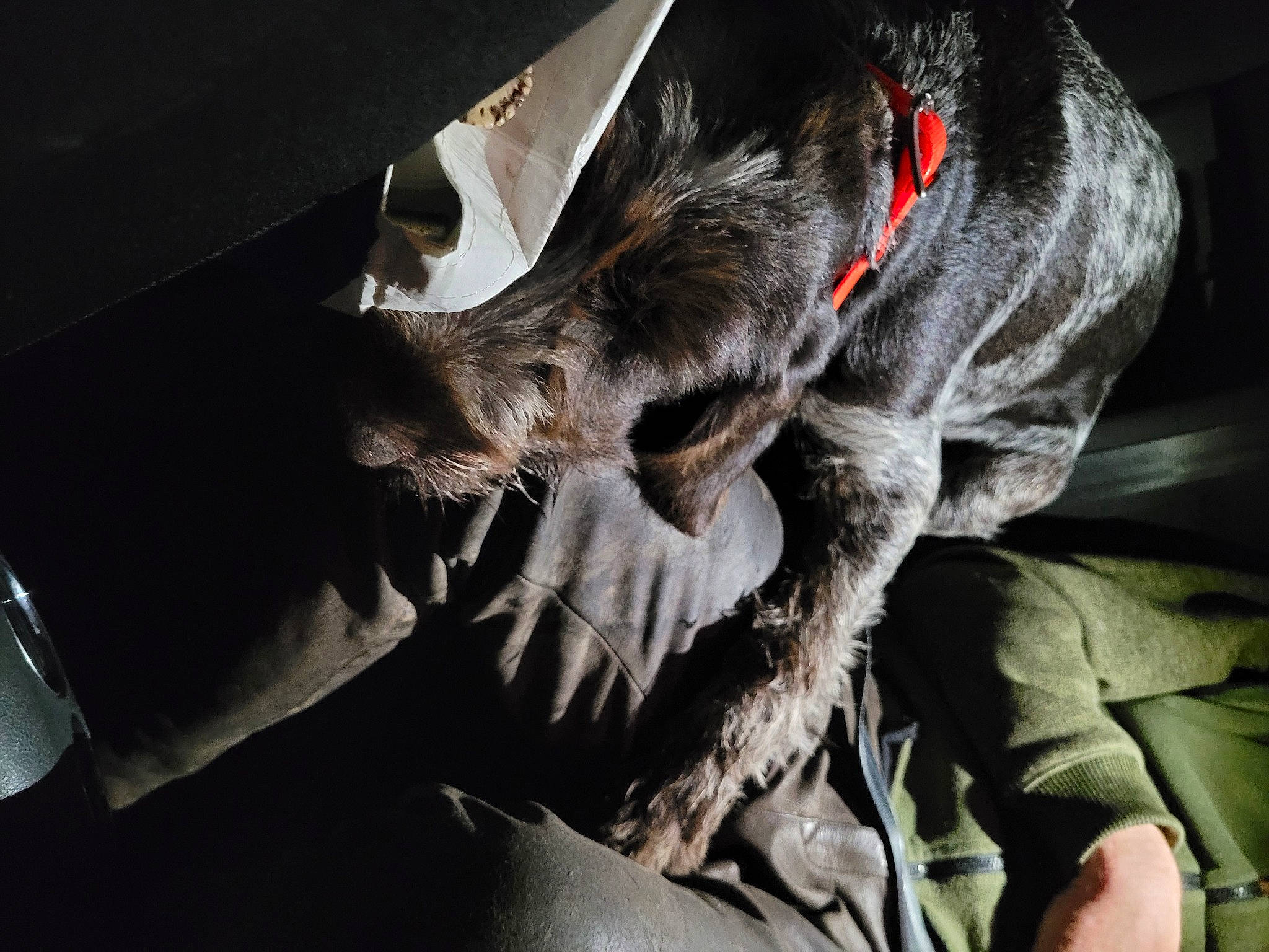 Ugolin a rejoint le concours — aidez-le/la à gagner de superbes lots ! auto_part, canidae, carmine, carnivore, claw, comfort, companion_dog, darkness, dog, dog_breed, felidae, fur, gesture, human_leg, nap, sleep, sporting_group, tail, whiskers, wing