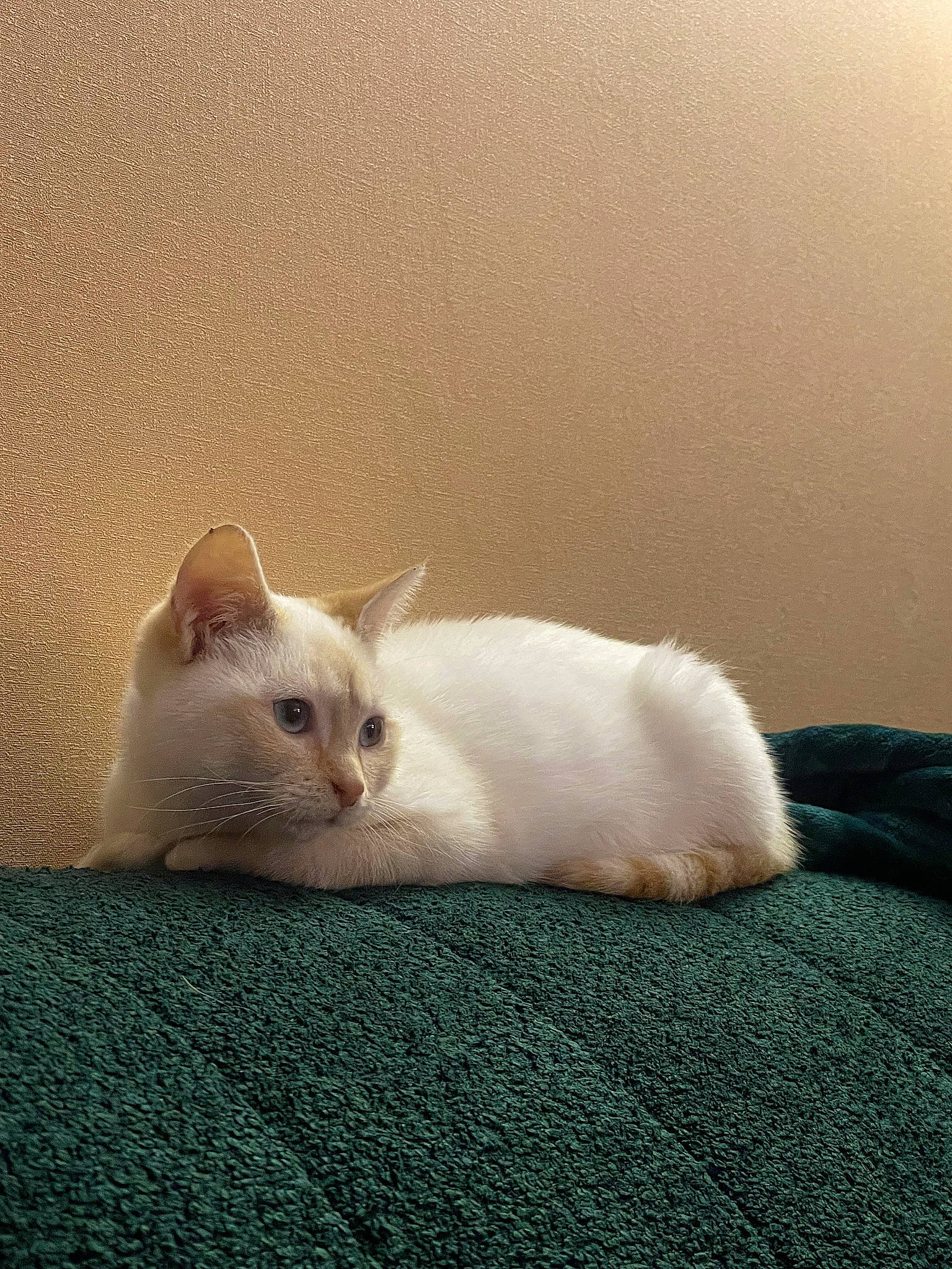 Pistouille a rejoint le concours — aidez-le/la à gagner de superbes lots ! carnivore, cat, claw, comfort, domestic_short_haired_cat, fawn, felidae, fur, paw, small_to_medium_sized_cats, snout, tail, terrestrial_animal, whiskers