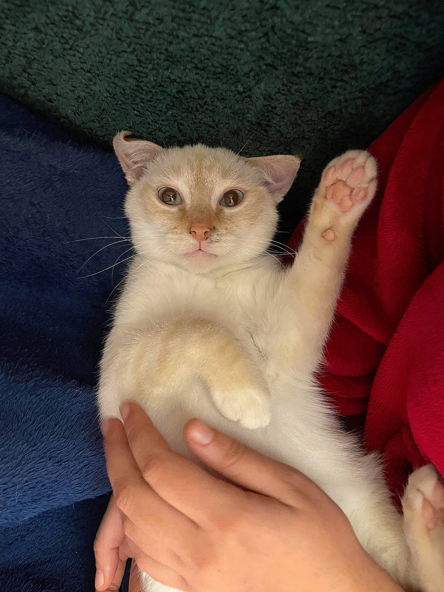 Pistouille participe au concours pour gagner de l'argent avec cette photo : carnivore, cat, claw, comfort, domestic_short_haired_cat, fawn, felidae, finger, foot, fur, gesture, hand, nail, paw, small_to_medium_sized_cats, tail, terrestrial_animal, whiskers