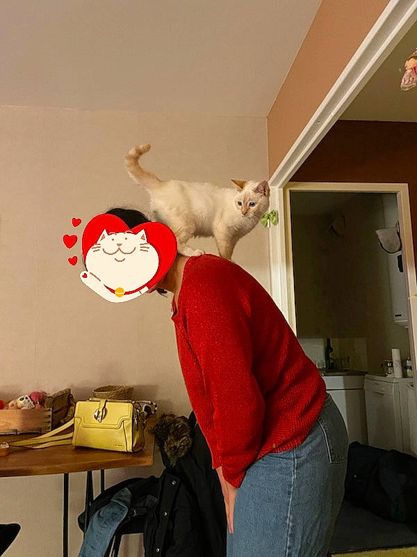 Pistouille participe au concours pour gagner de l'argent avec cette photo : art, backpack, bag, carmine, cat, fawn, felidae, flooring, fur, hardwood, interior_design, luggage_and_bags, office_supplies, plaster, room, small_to_medium_sized_cats, table, tail, whiskers, wood