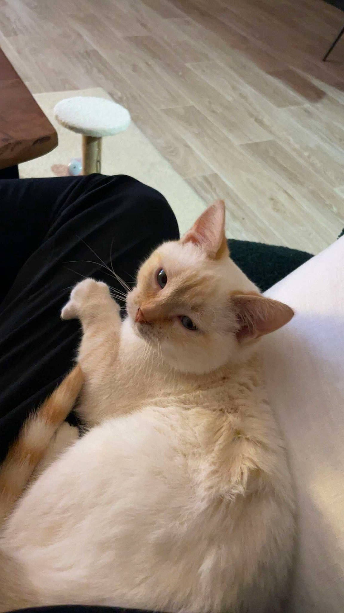 Pistouille a rejoint le concours — aidez-le/la à gagner de superbes lots ! carnivore, cat, claw, comfort, domestic_short_haired_cat, fawn, felidae, flooring, fur, hardwood, iris, lamp, paw, small_to_medium_sized_cats, snout, tail, whiskers, wood