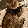 cat, tabby_cat, costume, bat_wings, pet, animal, fur, bed, quilt, indoor, looking_up, wide_eyes, curious, brown_fur, black, cute, lying_down, whiskers, ears, mouth_open