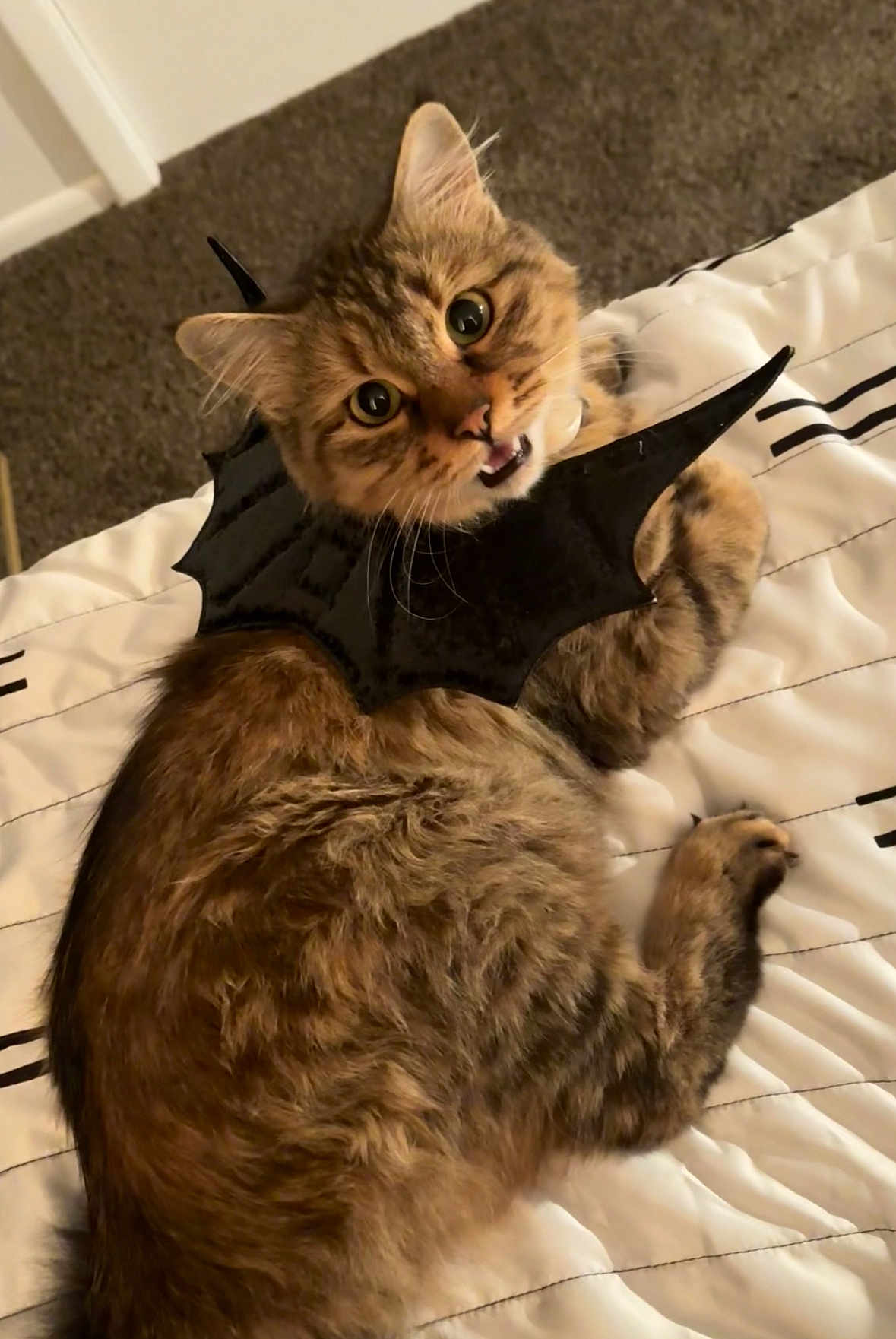 Panini joined the competition — help win amazing prizes! cat, tabby_cat, costume, bat_wings, pet, animal, fur, bed, quilt, indoor, looking_up, wide_eyes, curious, brown_fur, black, cute, lying_down, whiskers, ears, mouth_open