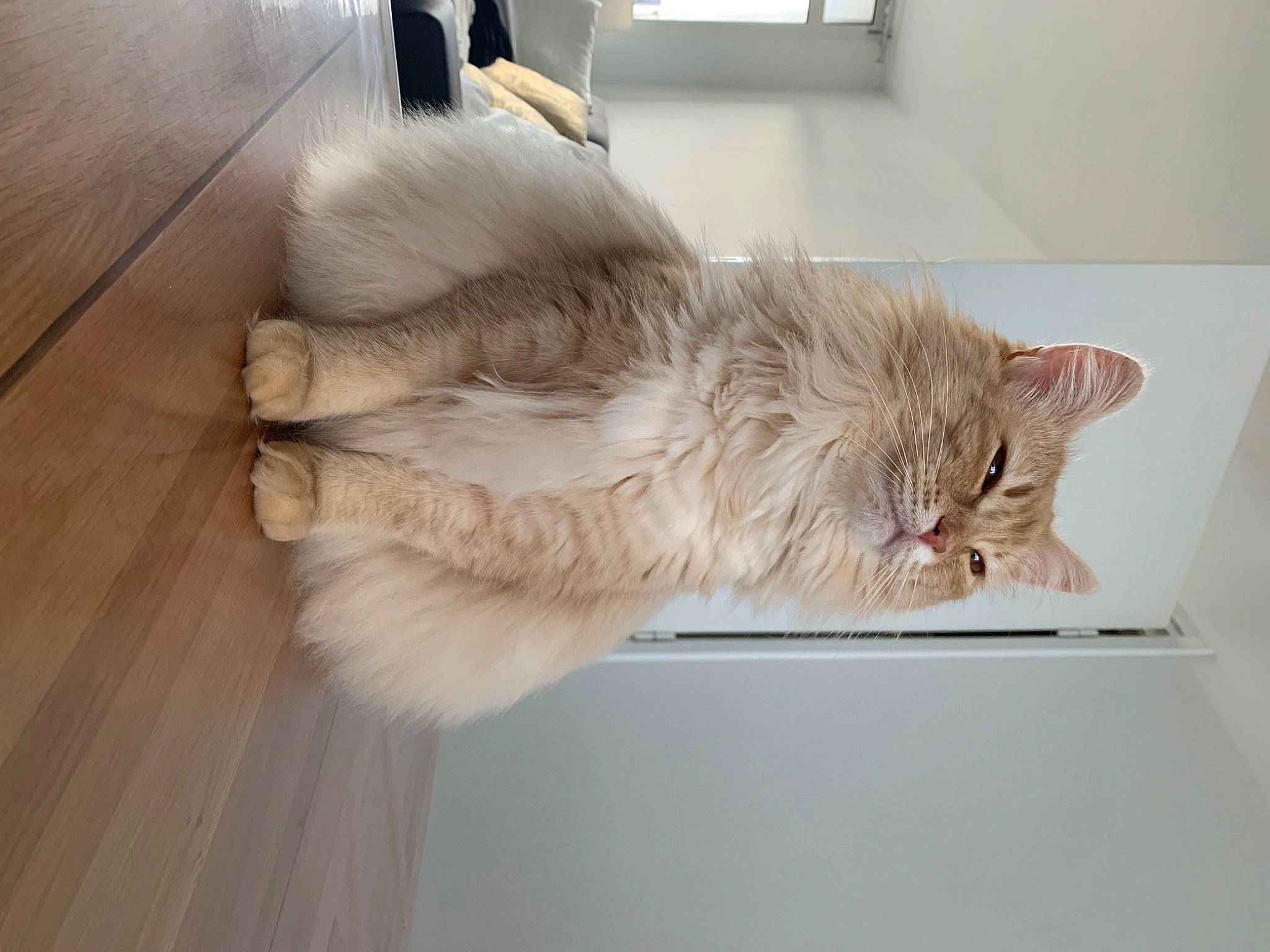 Naya participe au concours pour gagner de l'argent avec cette photo : british_longhair, carnivore, cat, claw, comfort, domestic_short_haired_cat, fawn, felidae, flooring, fur, hardwood, laminate_flooring, paw, small_to_medium_sized_cats, snout, tail, whiskers, window, wood, wood_flooring