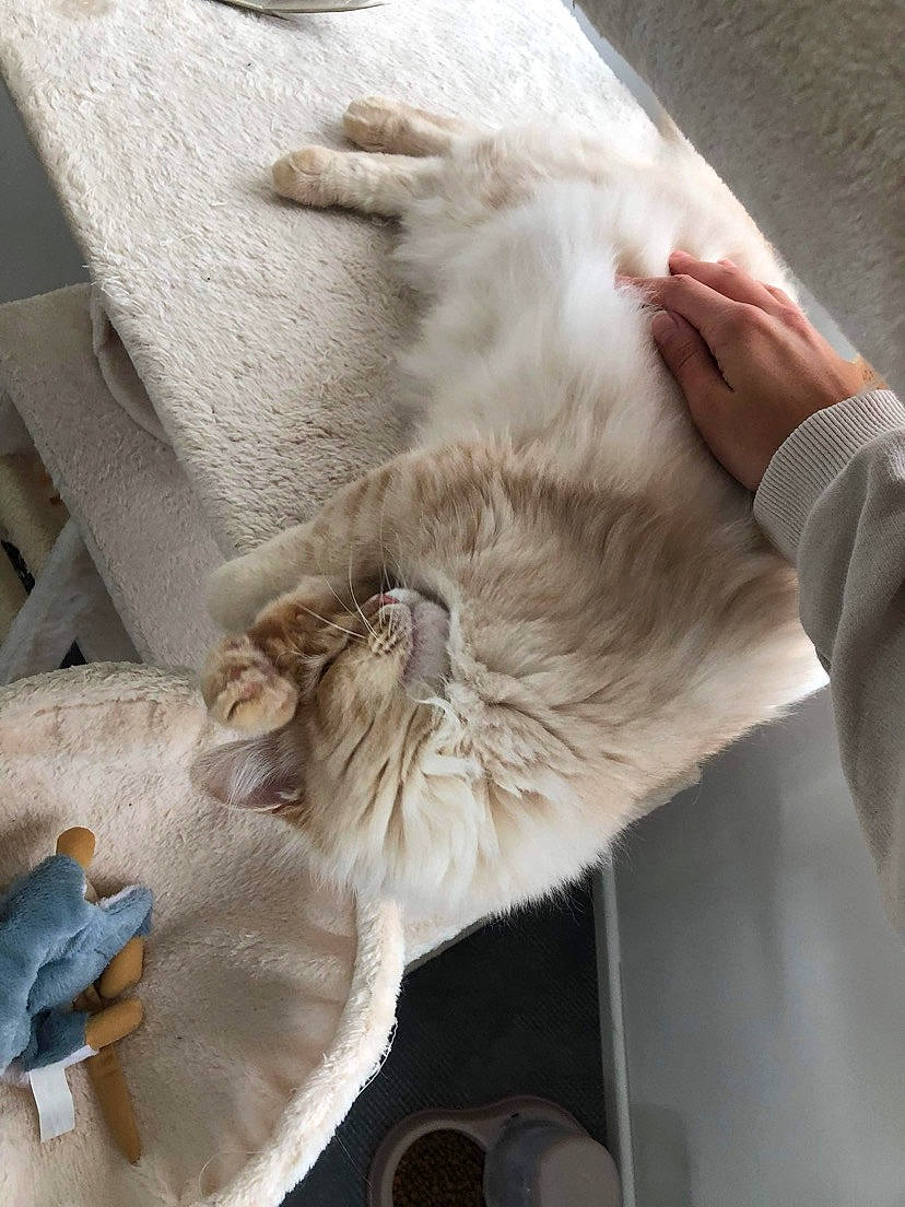 Naya participe au concours pour gagner de l'argent avec cette photo : carnivore, cat, claw, comfort, domestic_short_haired_cat, fawn, felidae, fur, gesture, nap, paw, small_to_medium_sized_cats, tail, whiskers, wood