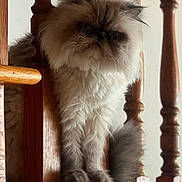 Mr. Kitty joined the competition — help win amazing prizes! animal, balcony, cat, closeup, curious, cute, domestic, face, feline, fluffy, fur, indoor, pet, portrait, railing, resting, stairs, tail, whiskers, wooden