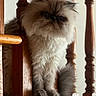 animal, balcony, cat, closeup, curious, cute, domestic, face, feline, fluffy, fur, indoor, pet, portrait, railing, resting, stairs, tail, whiskers, wooden