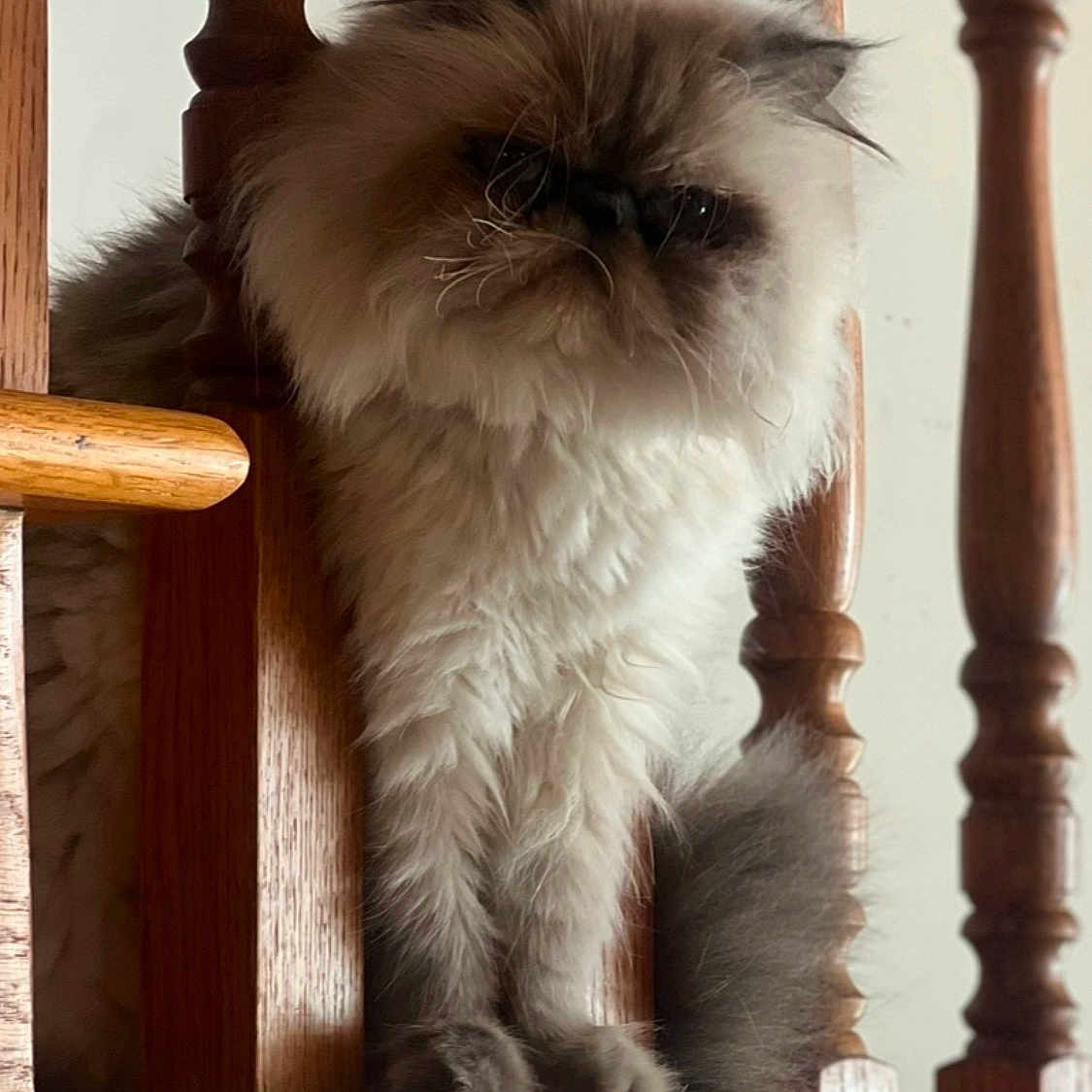 Mr. Kitty