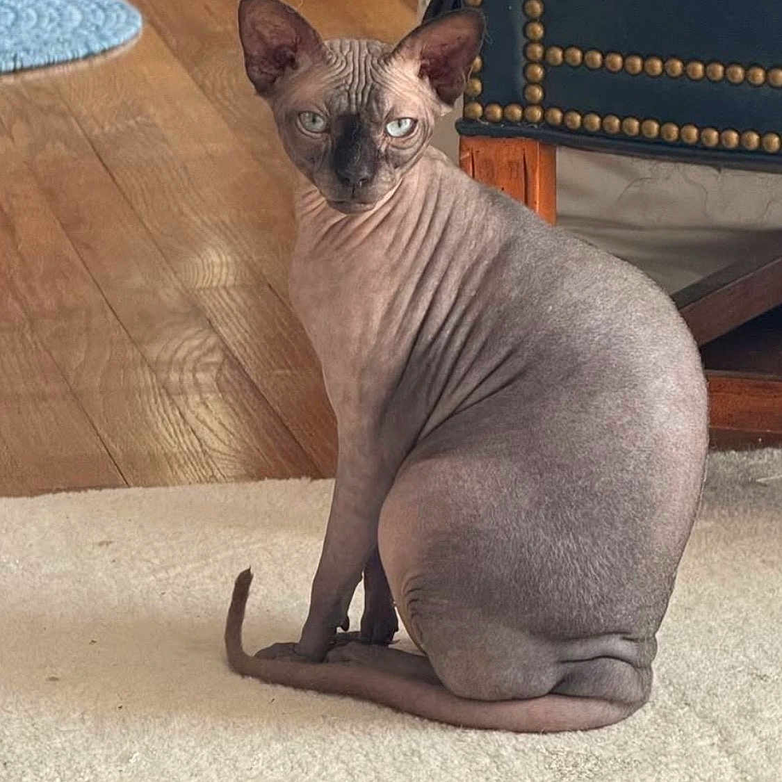 Little Dude