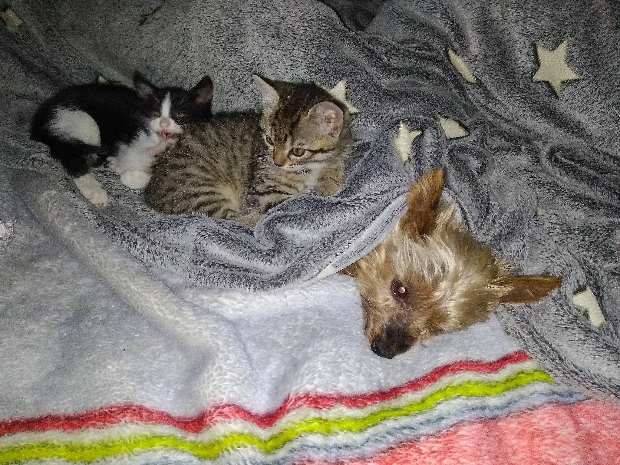 Potter a rejoint le concours — aidez-le/la à gagner de superbes lots ! asian, bengal, carnivore, cat, domestic_short_haired_cat, egyptian_mau, european_shorthair, felidae, fur, german_rex, kitten, mammal, oriental_longhair, pixie_bob, small_to_medium_sized_cats, tabby_cat, vertebrate, whiskers