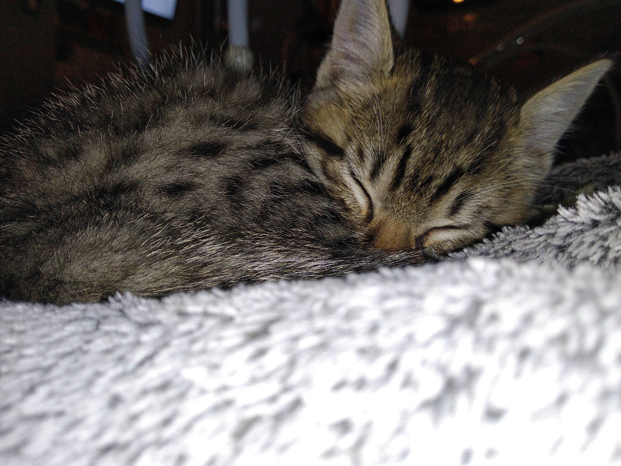 Potter participe au concours pour gagner de l'argent avec cette photo : american_shorthair, asian, california_spangled, carnivore, cat, domestic_short_haired_cat, dragon_li, egyptian_mau, european_shorthair, felidae, fur, kitten, mammal, ocicat, pixie_bob, small_to_medium_sized_cats, snout, tabby_cat, whiskers, wild_cat