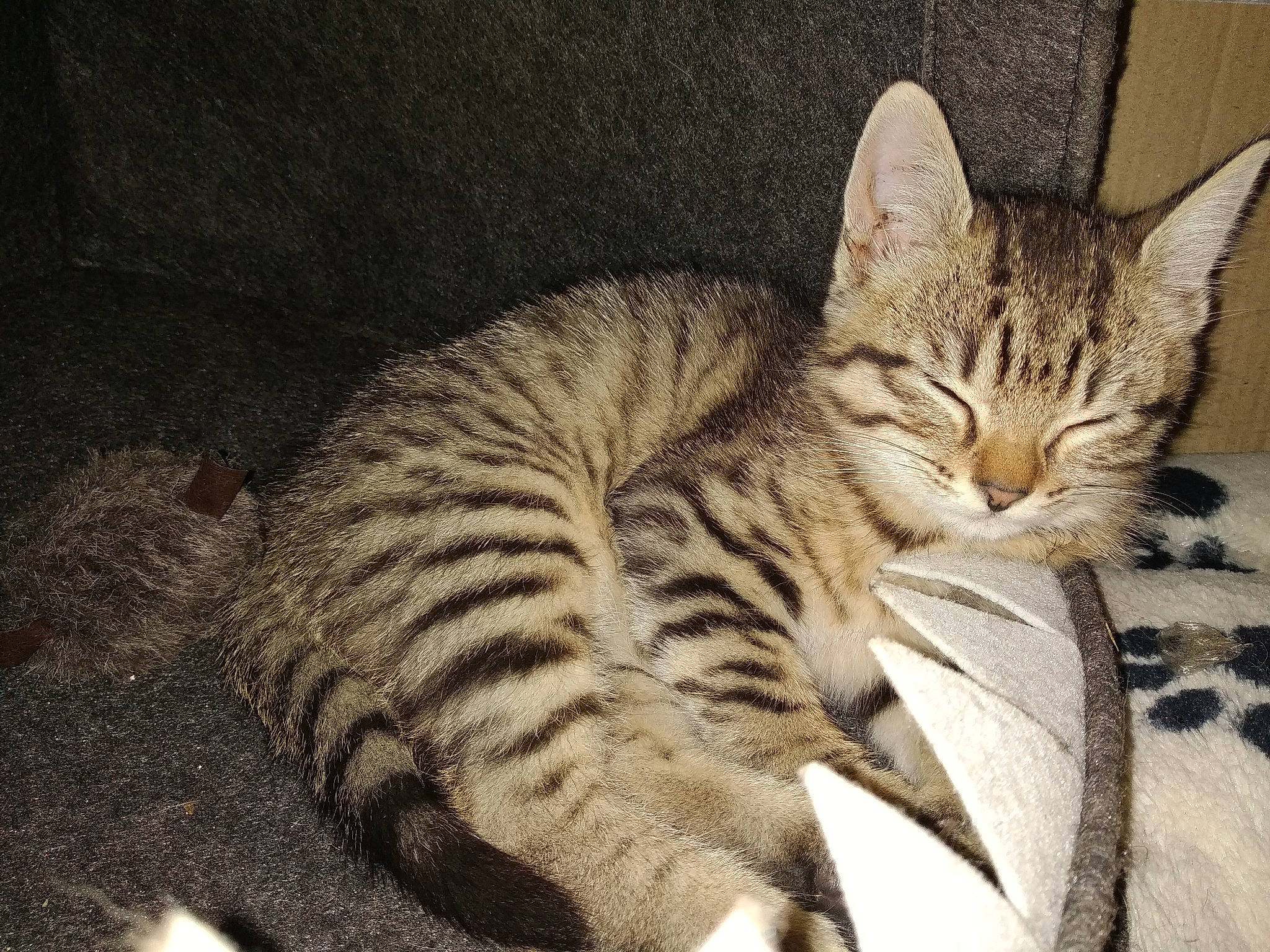 Potter a rejoint le concours — aidez-le/la à gagner de superbes lots ! arabian_mau, asian, bengal, california_spangled, carnivore, cat, domestic_short_haired_cat, dragon_li, egyptian_mau, european_shorthair, felidae, kitten, mammal, ocicat, small_to_medium_sized_cats, sokoke, tabby_cat, toyger, vertebrate, whiskers