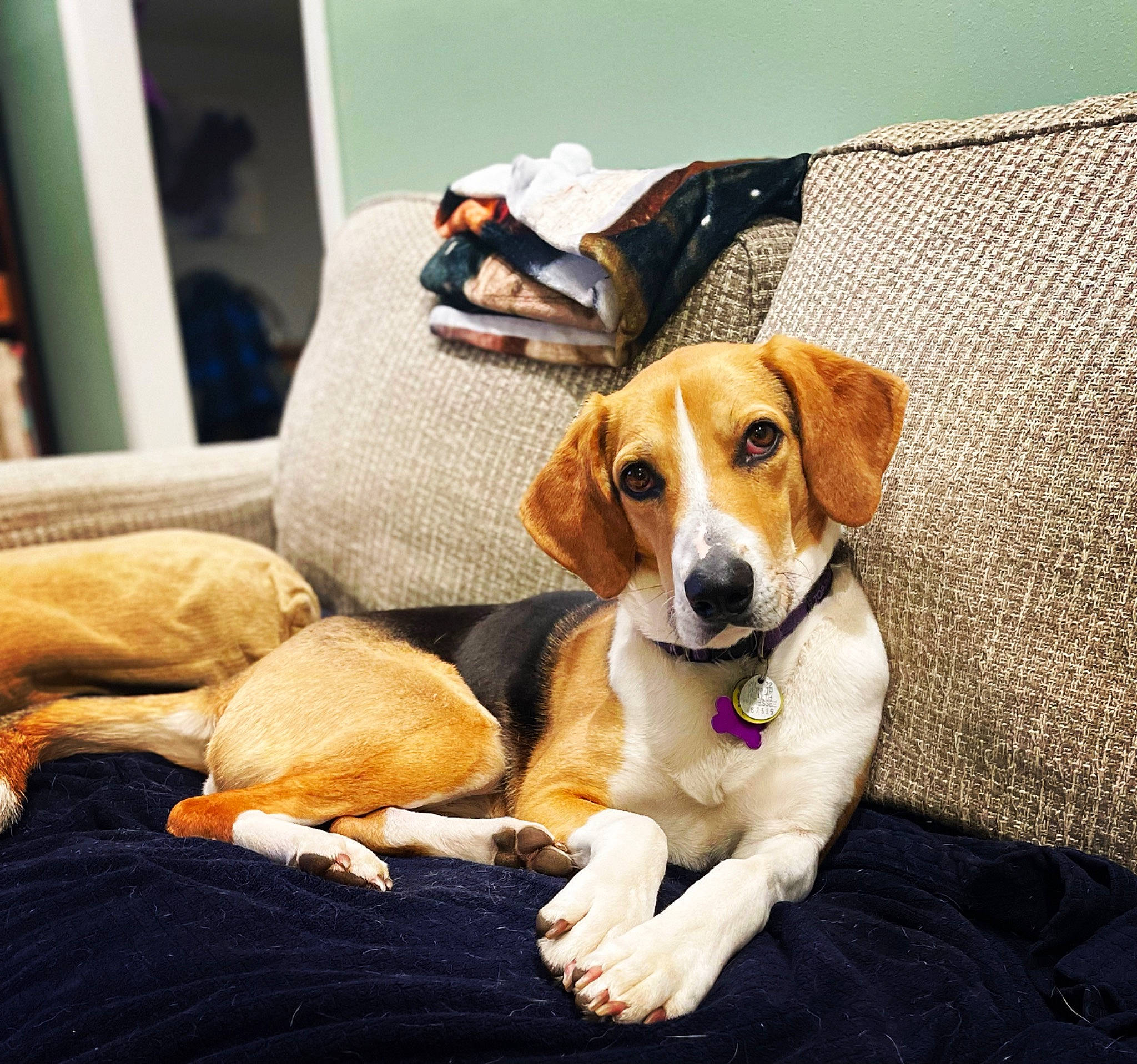 Bundles joined the competition — help win amazing prizes! canidae, carnivore, collar, comfort, companion_dog, dog, dog_breed, dog_supply, fawn, hound, irishjacks, linens, paw, scent_hound, sporting_group