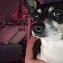 Buster is registered to the contest to win money with this photo: animal, black_and_white, close_up, companion, cute, decor, dog, domestic, furniture, indoor, mammal, pet, pillow, plush_toy, room, shelf, small_dog, soft_lighting, stuffed_animal, toy