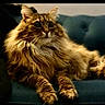 cat, long_hair, feline, pet, indoor, couch, blue_couch, relaxed, fluffy, domestic_animal, animal, fur, whiskers, portrait, sitting, eyes, resting, cozy, household, furniture