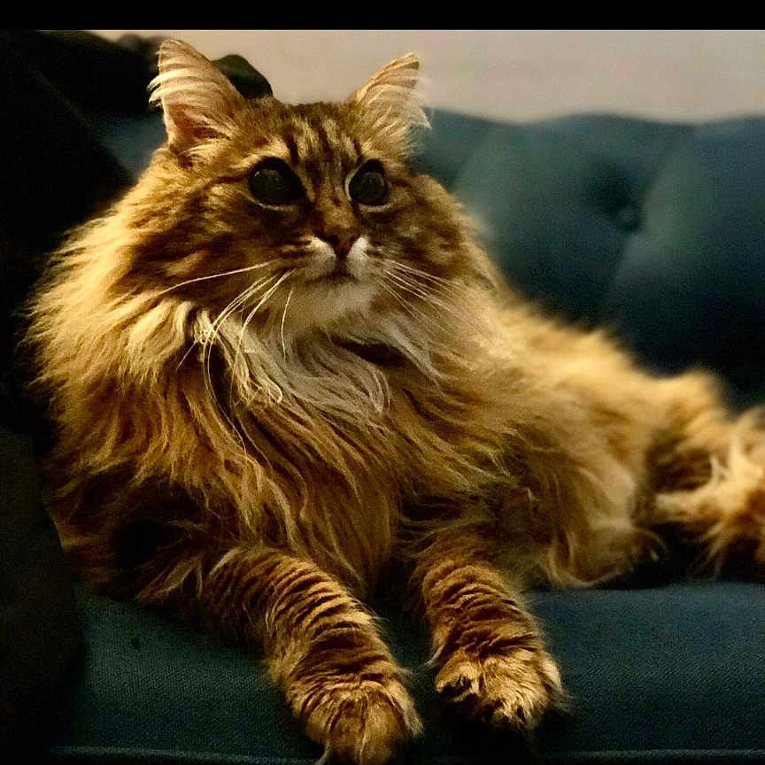 Gucci a rejoint le concours — aidez-le/la à gagner de superbes lots ! cat, long_hair, feline, pet, indoor, couch, blue_couch, relaxed, fluffy, domestic_animal, animal, fur, whiskers, portrait, sitting, eyes, resting, cozy, household, furniture