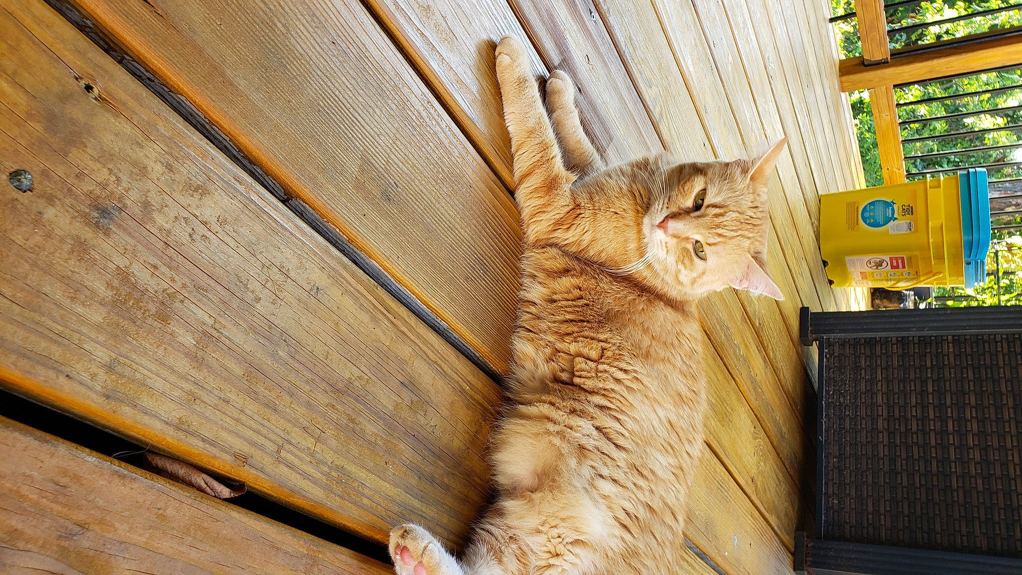 Tails joined the competition — help win amazing prizes! carnivore, cat, claw, domestic_short_haired_cat, fawn, felidae, flooring, fur, hardwood, paw, plywood, small_to_medium_sized_cats, snout, tail, tree, whiskers, wildlife, window, wood, wood_stain