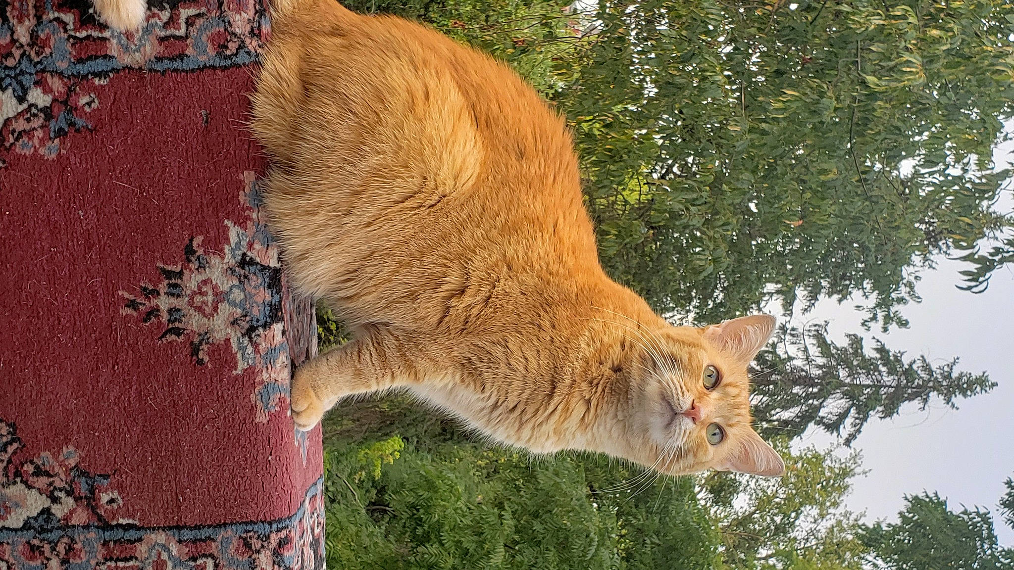 Tails joined the competition — help win amazing prizes! alpaca, big_cats, canidae, carnivore, dog_breed, fawn, felidae, fur, grass, livestock, small_to_medium_sized_cats, snout, tail, terrestrial_animal, tree, trunk, whiskers, wildlife, wood, working_animal