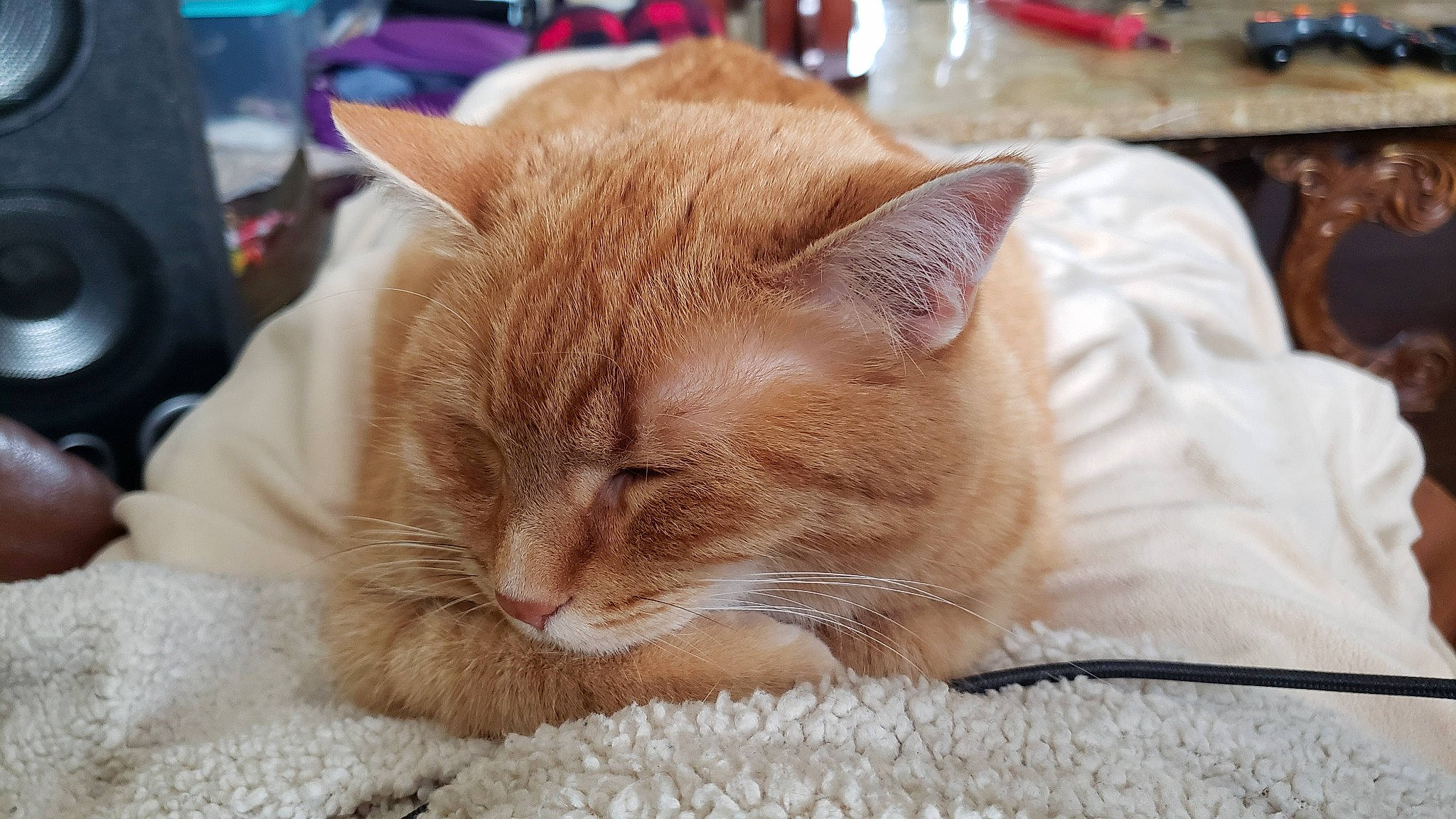 Tails is registered to the contest to win money with this photo: carnivore, cat, cat_bed, cat_supply, claw, comfort, domestic_short_haired_cat, fawn, felidae, fur, linens, nap, paw, sitting, sleep, small_to_medium_sized_cats, snout, whiskers