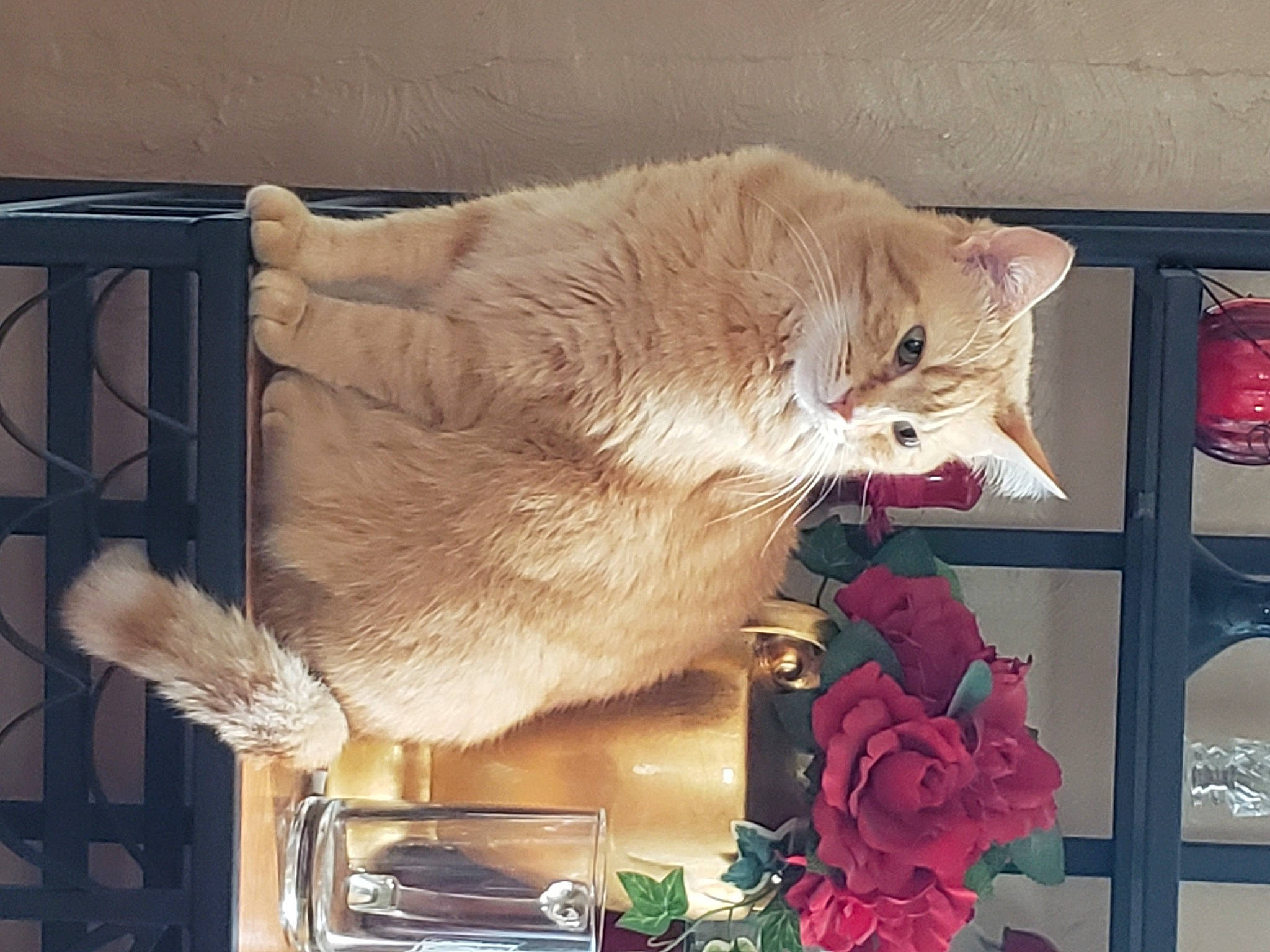 Tails joined the competition — help win amazing prizes! carnivore, cat, domestic_short_haired_cat, fawn, felidae, flower, flower_arranging, fur, paw, petal, plant, red, rose, small_to_medium_sized_cats, snout, still_life_photography, tail, whiskers, window, wood
