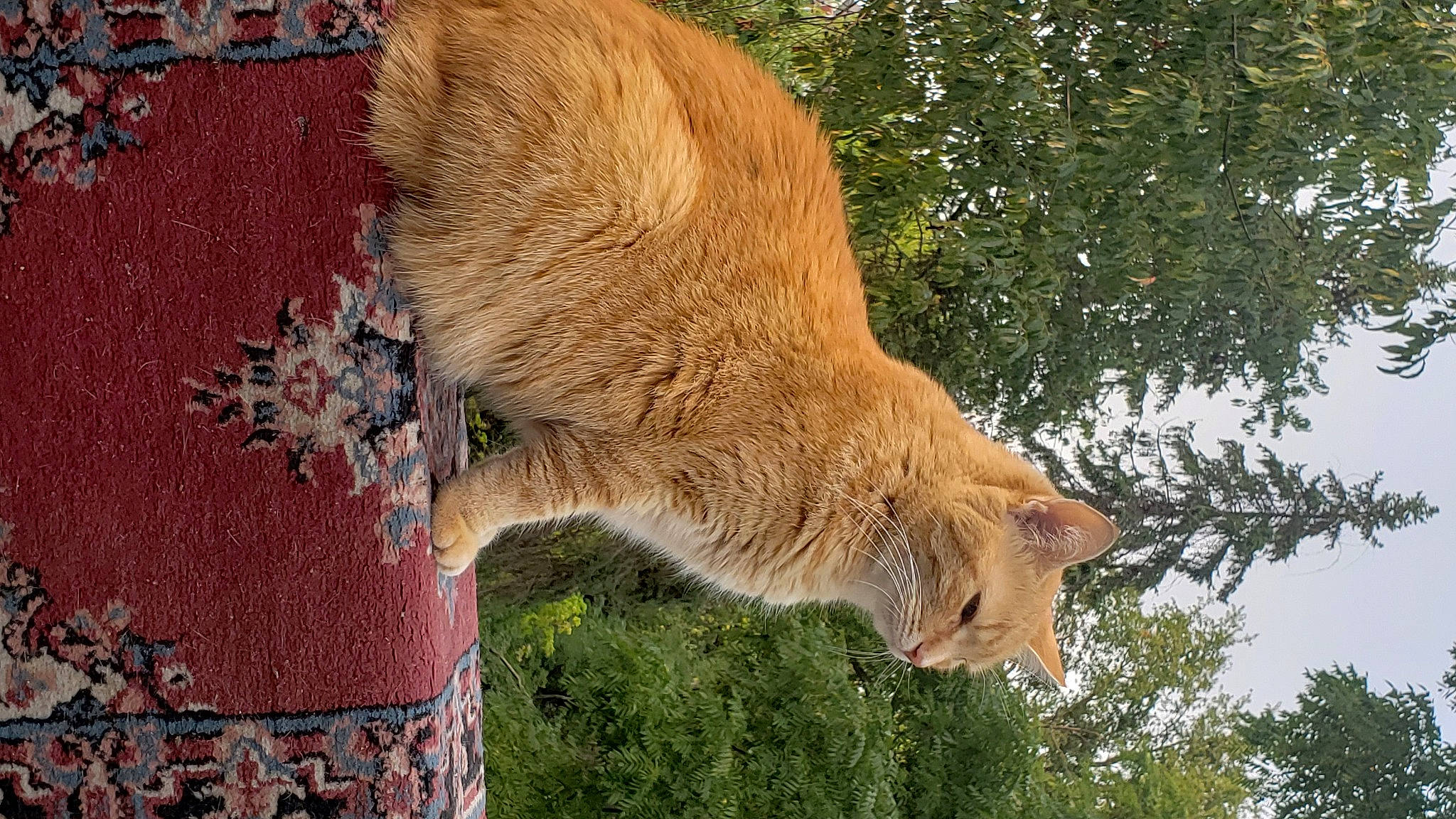 Tails is registered to the contest to win money with this photo: alpaca, canidae, carnivore, dog_breed, fawn, felidae, fur, grass, plant, sky, small_to_medium_sized_cats, snout, sporting_group, tail, terrestrial_animal, tree, trunk, whiskers, wildlife, wood