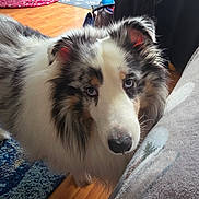 Biscuit is registered to the contest to win money with this photo: animal, attentive, blue_eyes, canine, close_up, companion, cozy, curious, decor, dog, domestic, flooring, fluffy, fur, household, indoor, mammal, pet, rug, wooden_floor