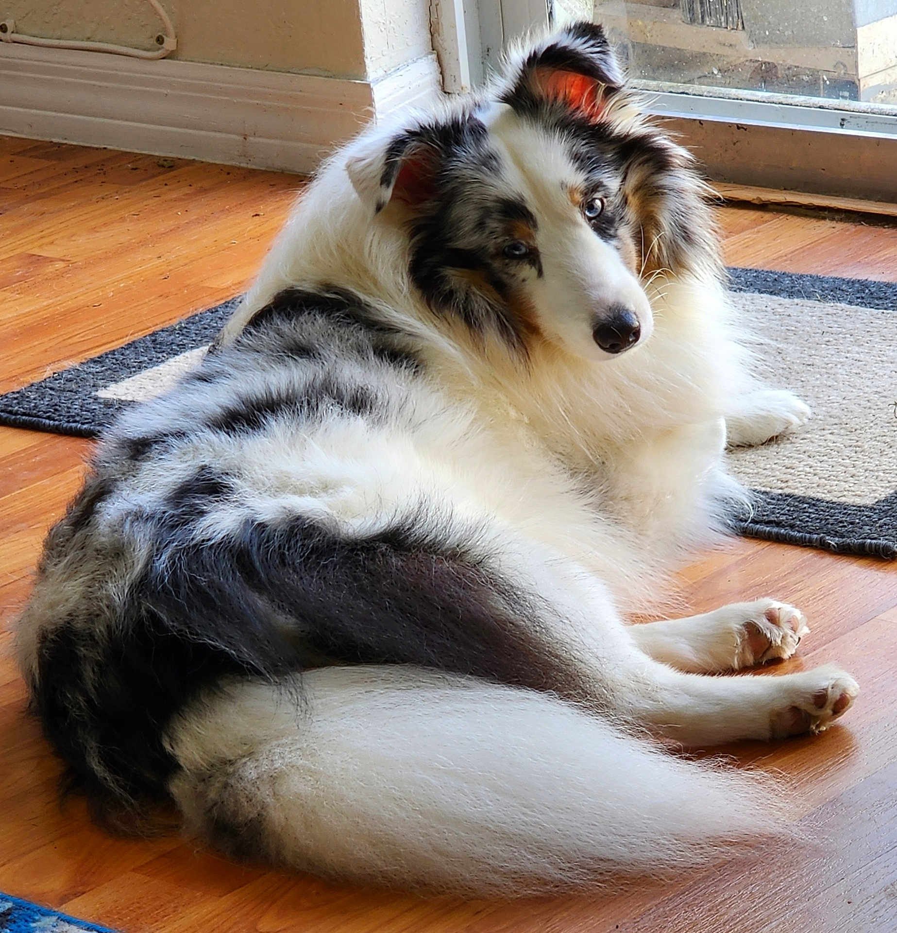 Biscuit is registered to the contest to win money with this photo: animal, canine, companion, dog, domestic, ear, fluffy, fur, glass_door, home, indoor, looking_back, lying_down, merle, natural_light, paw, pet, relaxed, tail, wooden_floor