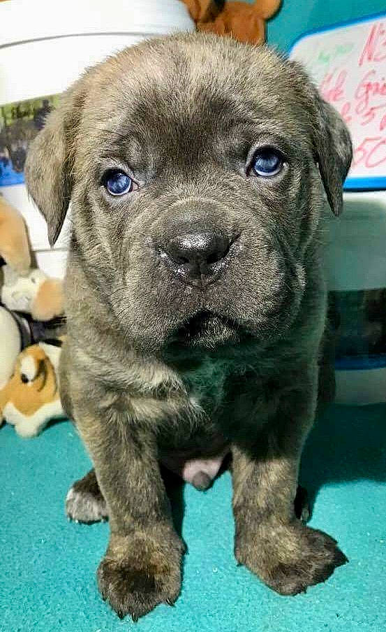 Negan participe au concours pour gagner de l'argent avec cette photo : ancient_dog_breeds, borador, canidae, carnivore, companion_dog, dog, dog_breed, fawn, fur, liver, non_sporting_group, puppy, snout, sporting_group, terrestrial_animal, toy_dog, whiskers, working_animal, working_dog, wrinkle