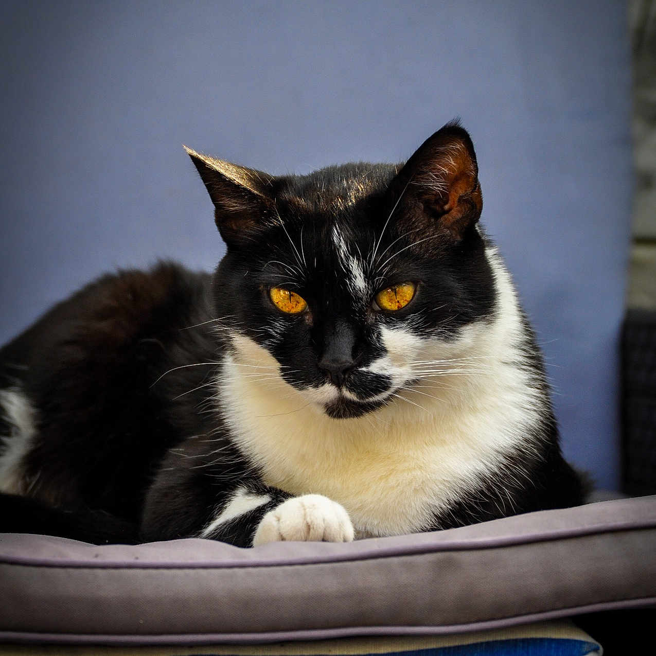 Félix a rejoint le concours — aidez-le/la à gagner de superbes lots ! abyssinian, animal, architecture, armchair, blackcat, building, cat, chair, couch, furniture, homedecor, indoors, kitten, livingroom, manx, pet, room, siamese