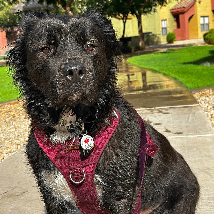 Gussy Bear is registered to the contest to win money with this photo: accessories, animal, canine, cockerspaniel, dog, flagstone, grass, harness, labradorretriever, leash, outdoors, path, pet, plant, puppy, sidewalk, slate, strap, terrier, walkway
