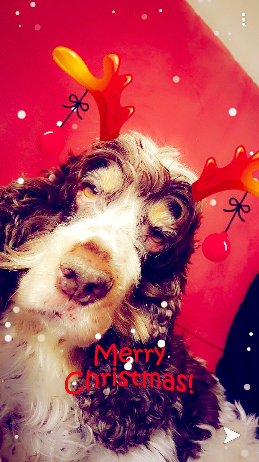 Elia participe au concours pour gagner de l'argent avec cette photo : canidae, carnivore, companion_dog, dog, dog_breed, havanese, love, puppy, puppy_love, sporting_group