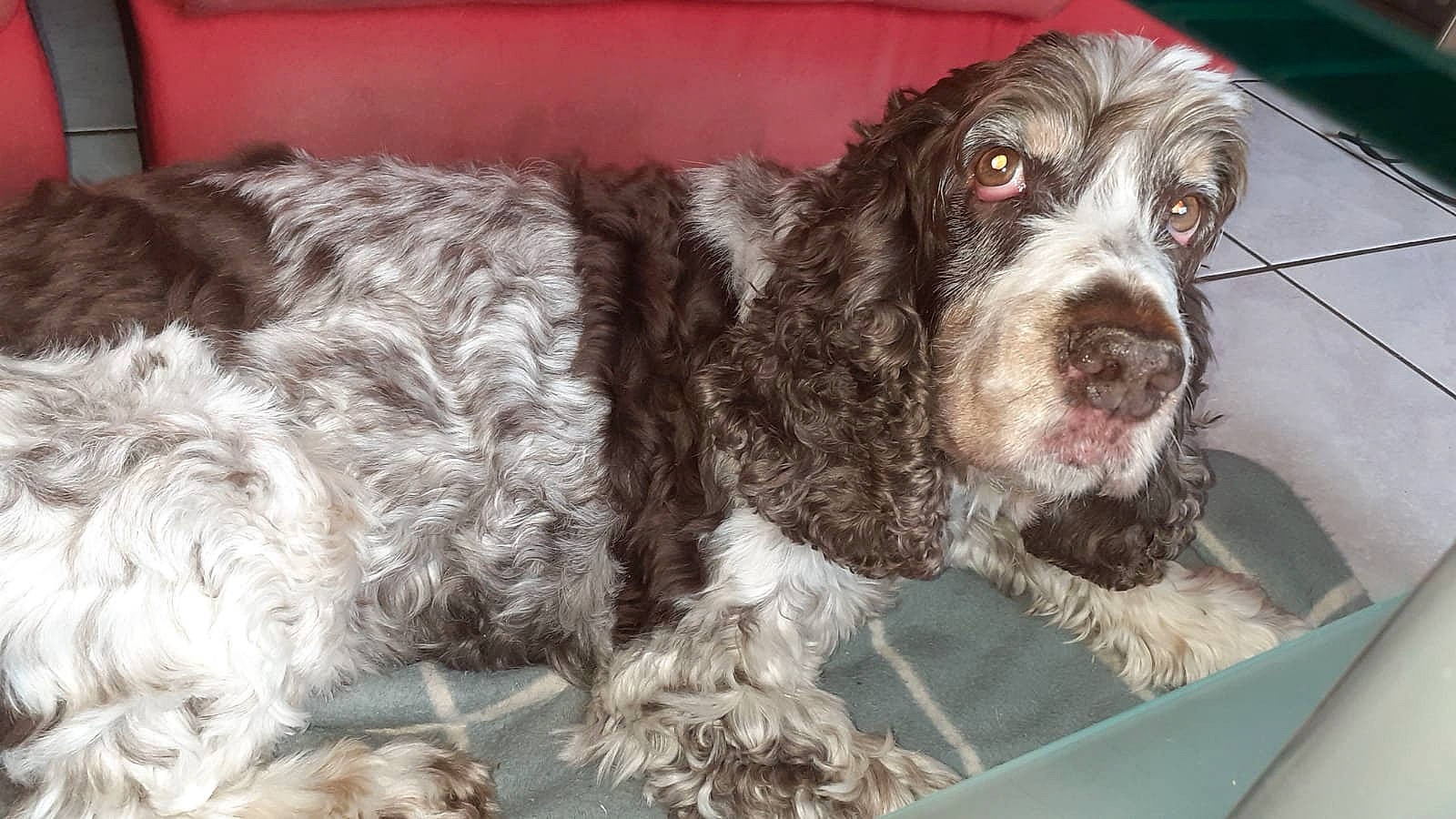 Elia participe au concours pour gagner de l'argent avec cette photo : american_cocker_spaniel, blue_picardy_spaniel, canidae, carnivore, clumber_spaniel, cocker_spaniel, dog, dog_breed, english_cocker_spaniel, field_spaniel, french_spaniel, german_spaniel, mammal, pont_audemer_spaniel, rare_breed_dog, russian_spaniel, spaniel, sporting_group, sussex_spaniel, vertebrate