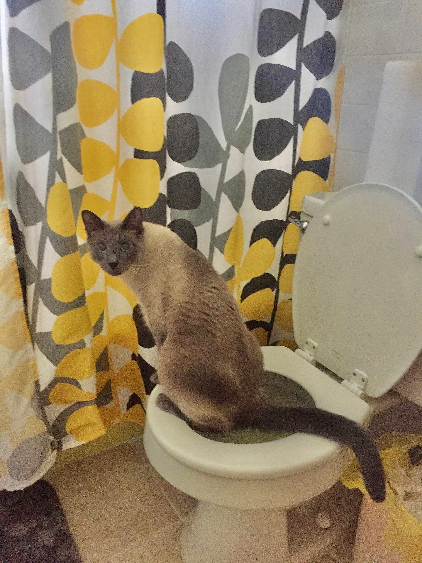 Cosmo