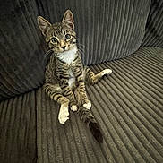Mavrick is registered to the contest to win money with this photo: kitten, cat, tabby, white_paws, sitting, couch, furniture, indoor, pet, young_animal, curious, striped, whiskers, ears, tail, wide_eyes, domestic_cat, cute, relaxed, texture